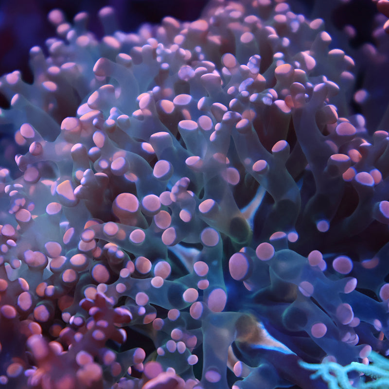 TCK Branching Peach Frogspawn