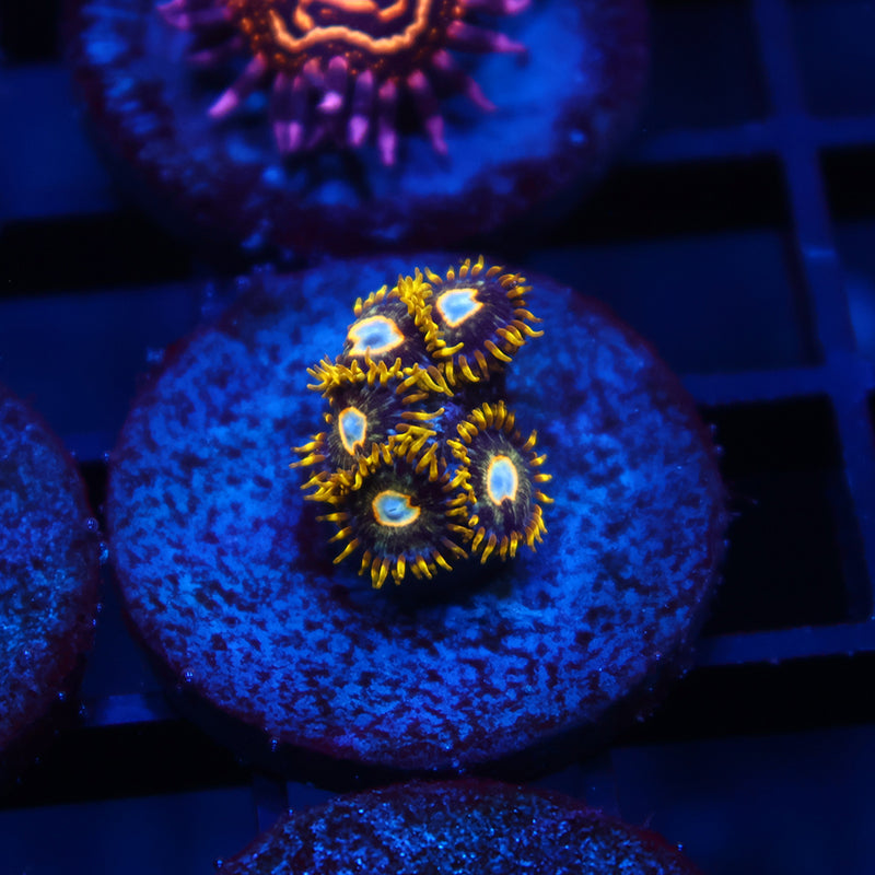 Murder Hornets