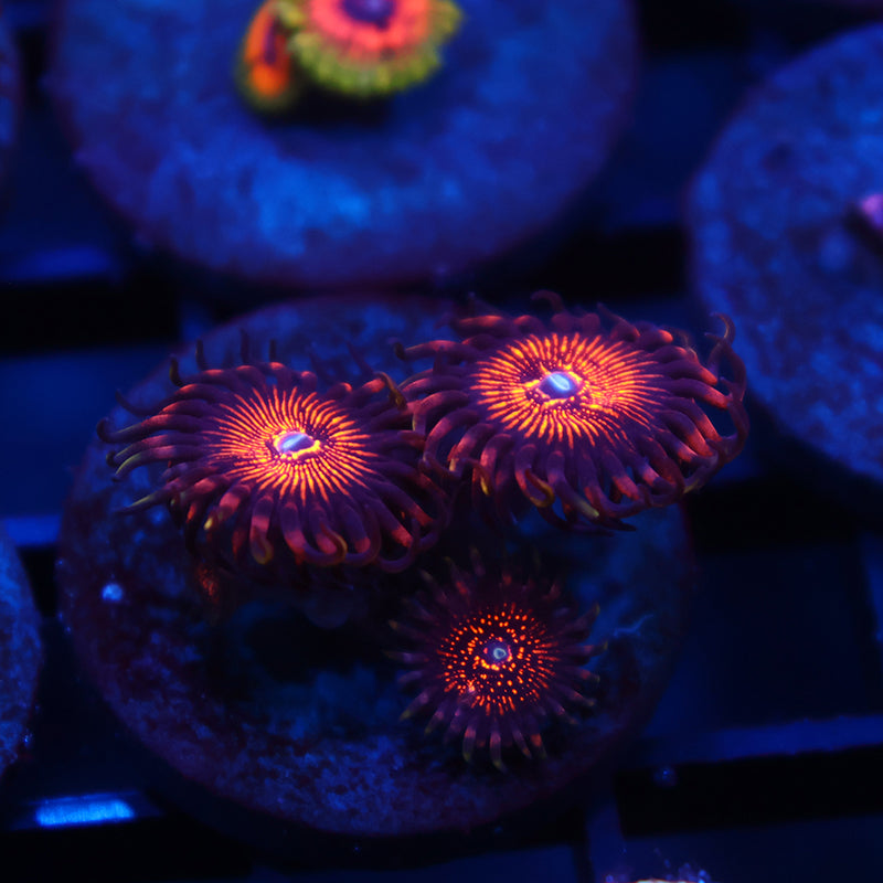 Awesome Red Paly