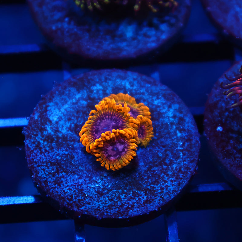 Mind Trick Zoas