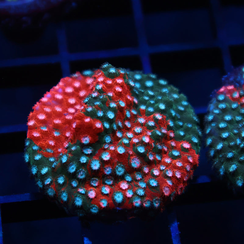 JF Fender Bender Cyphastrea