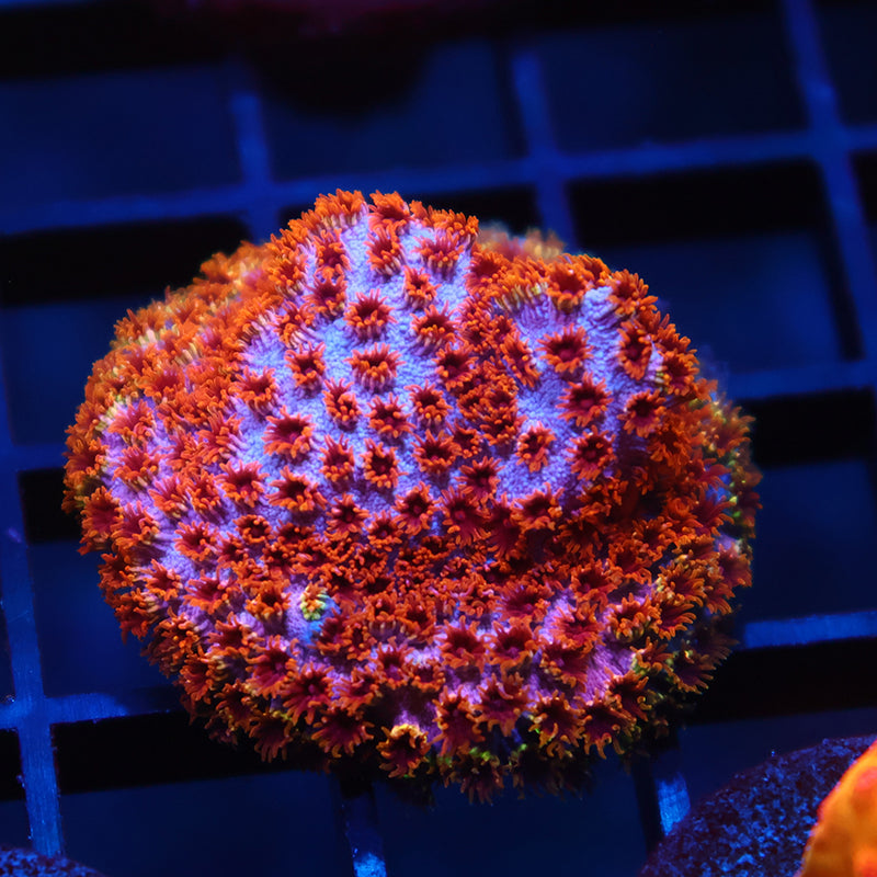 Skittles Bomb Cyphastrea