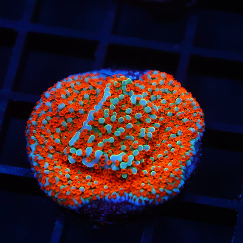 JF Aquaman Monti