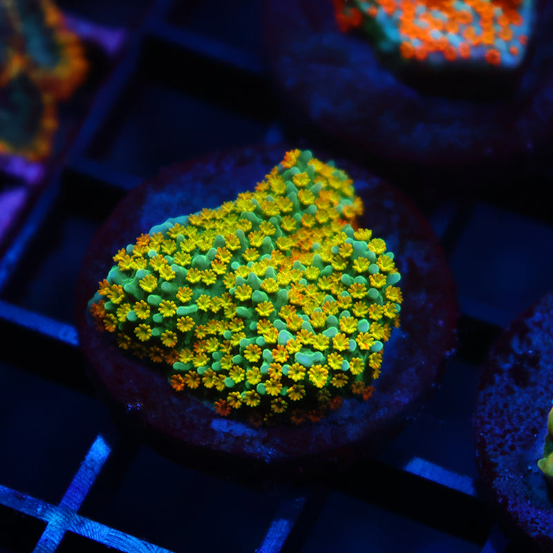TCK Rainbow Roads Monti
