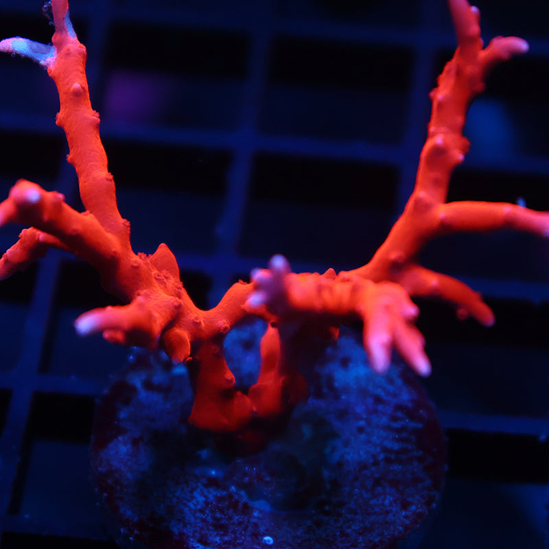 JF TNT Anacropora