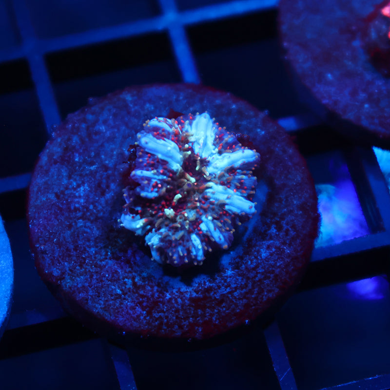 TCK Crazy Mushroom