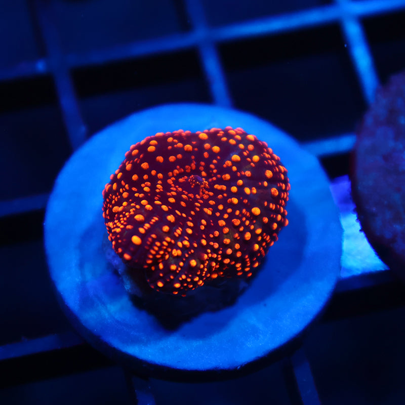 TCK Interstellar Mushroom
