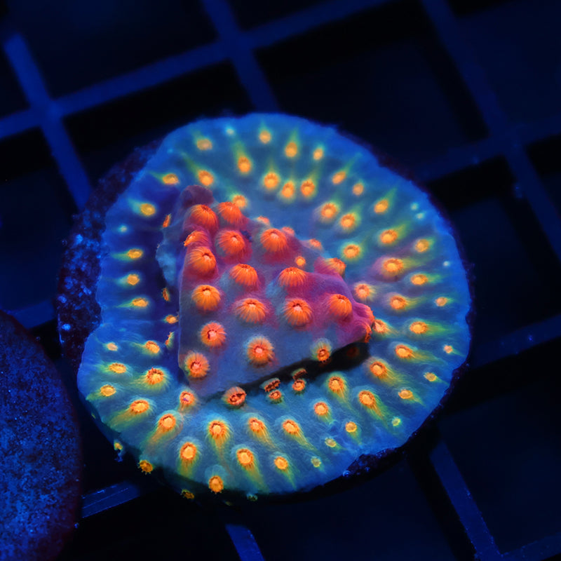 TCK Rainbow Comet Cyphastrea