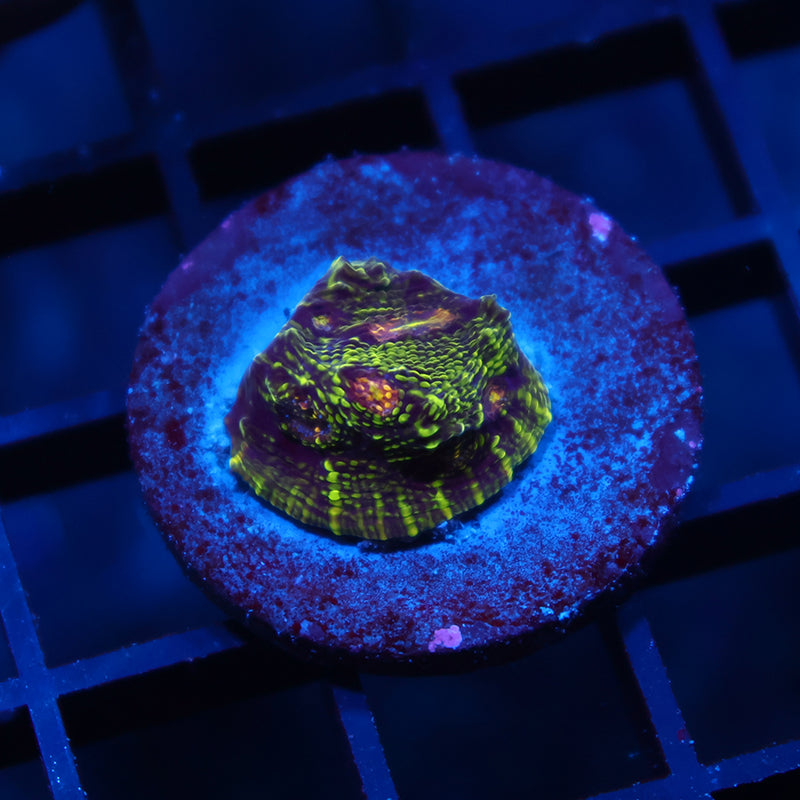 TCK Toxic Swirl Chalice
