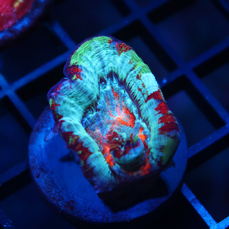 TCK Rainbow Wilsoni