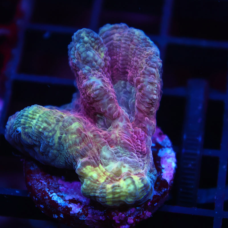 TCK Red Pectinia
