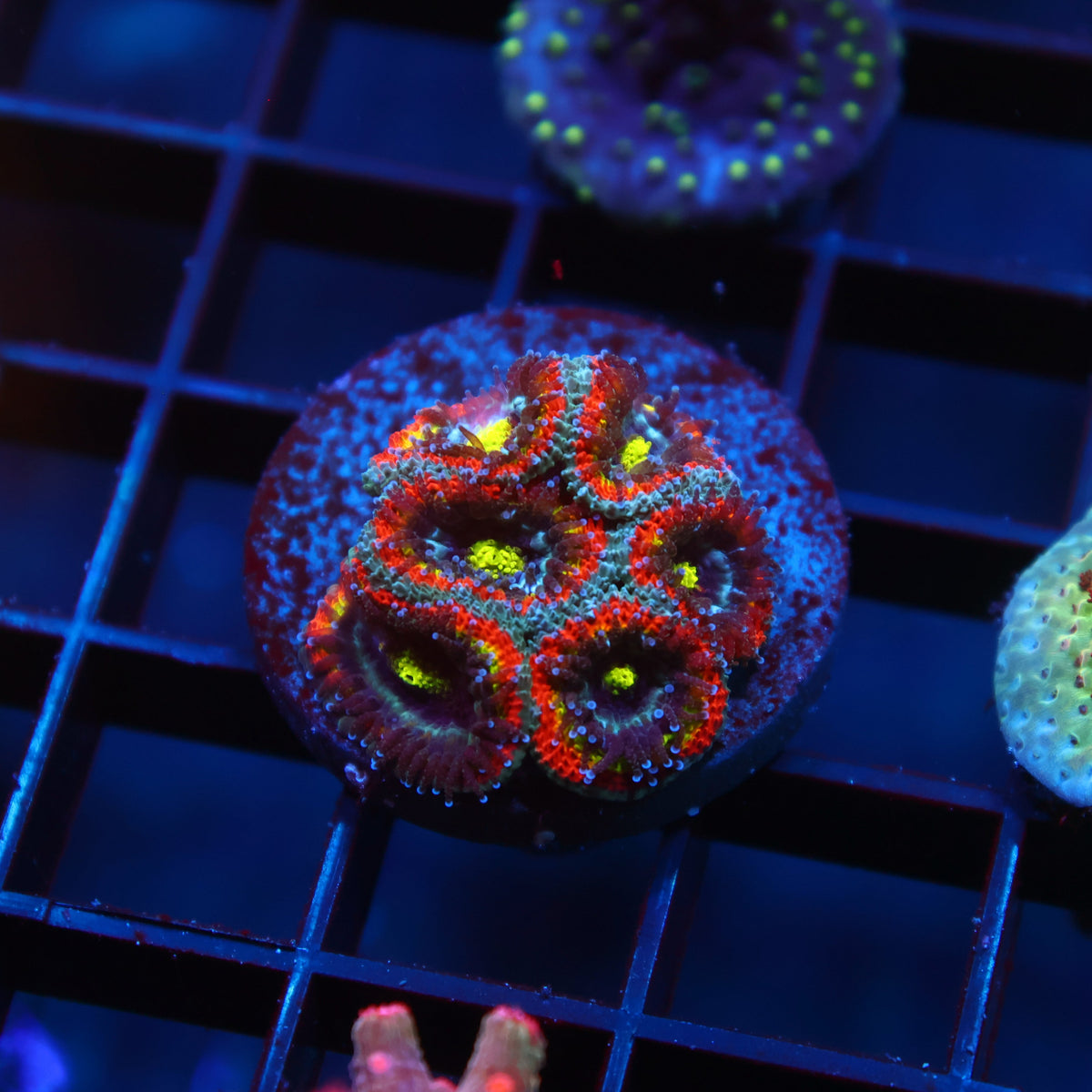 TCK HG Micromussa