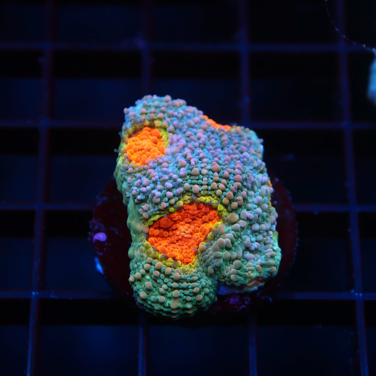 TCK Rainbow Echinata