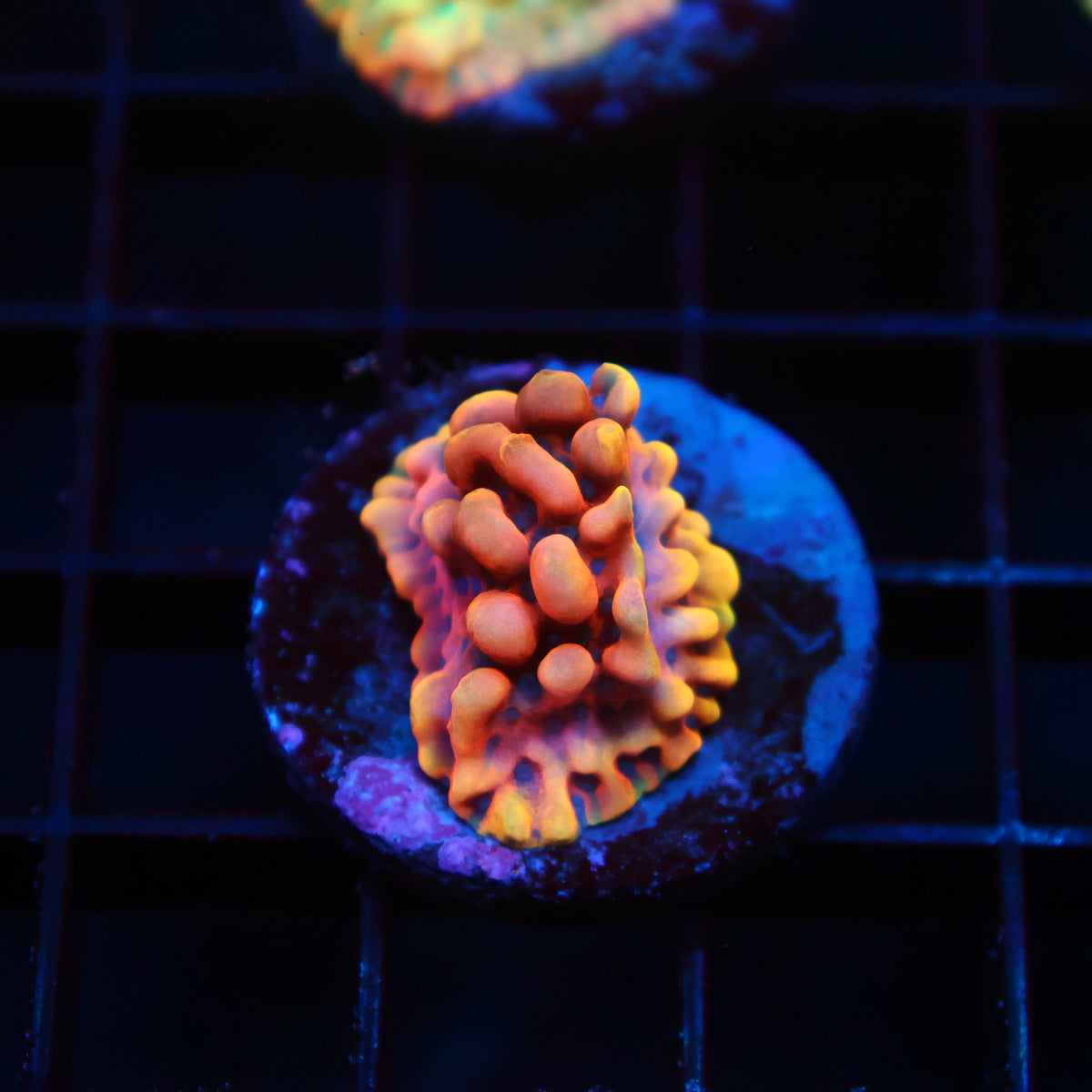JF Alter Ego Monti