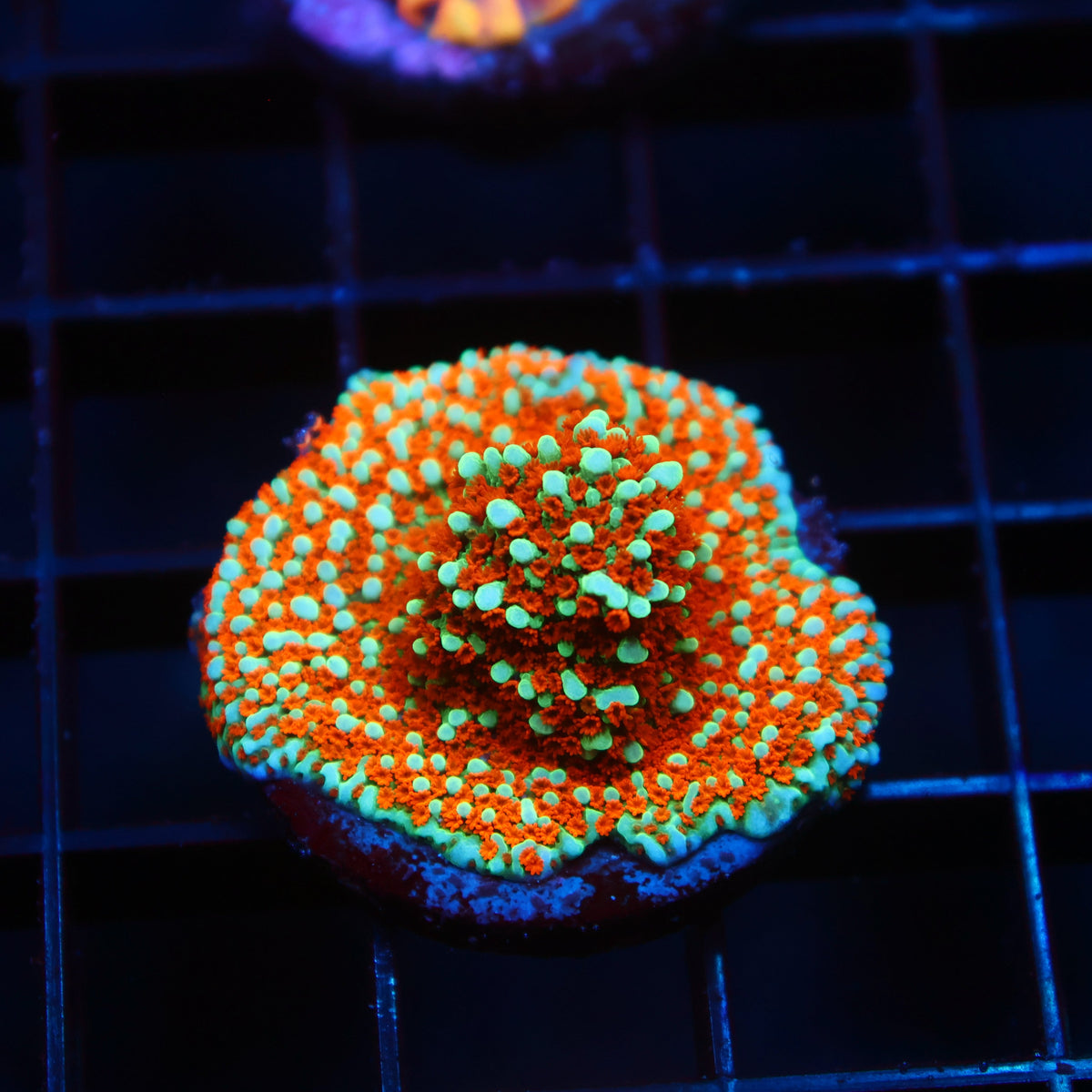 JF Aquaman Monti