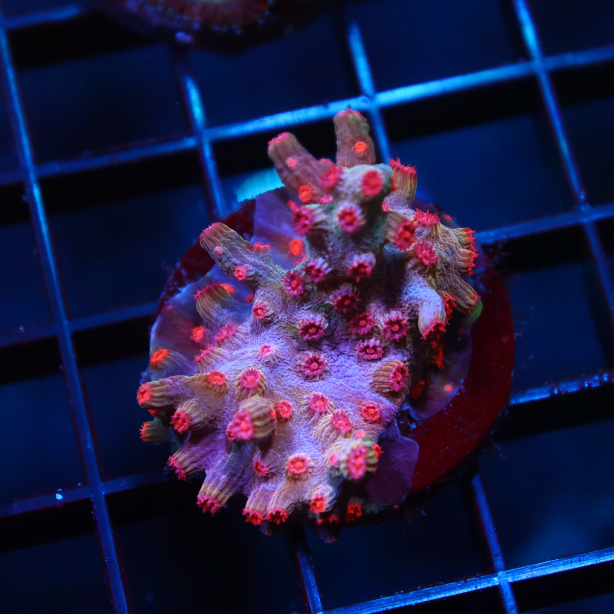 TCK Branching Cyphastrea