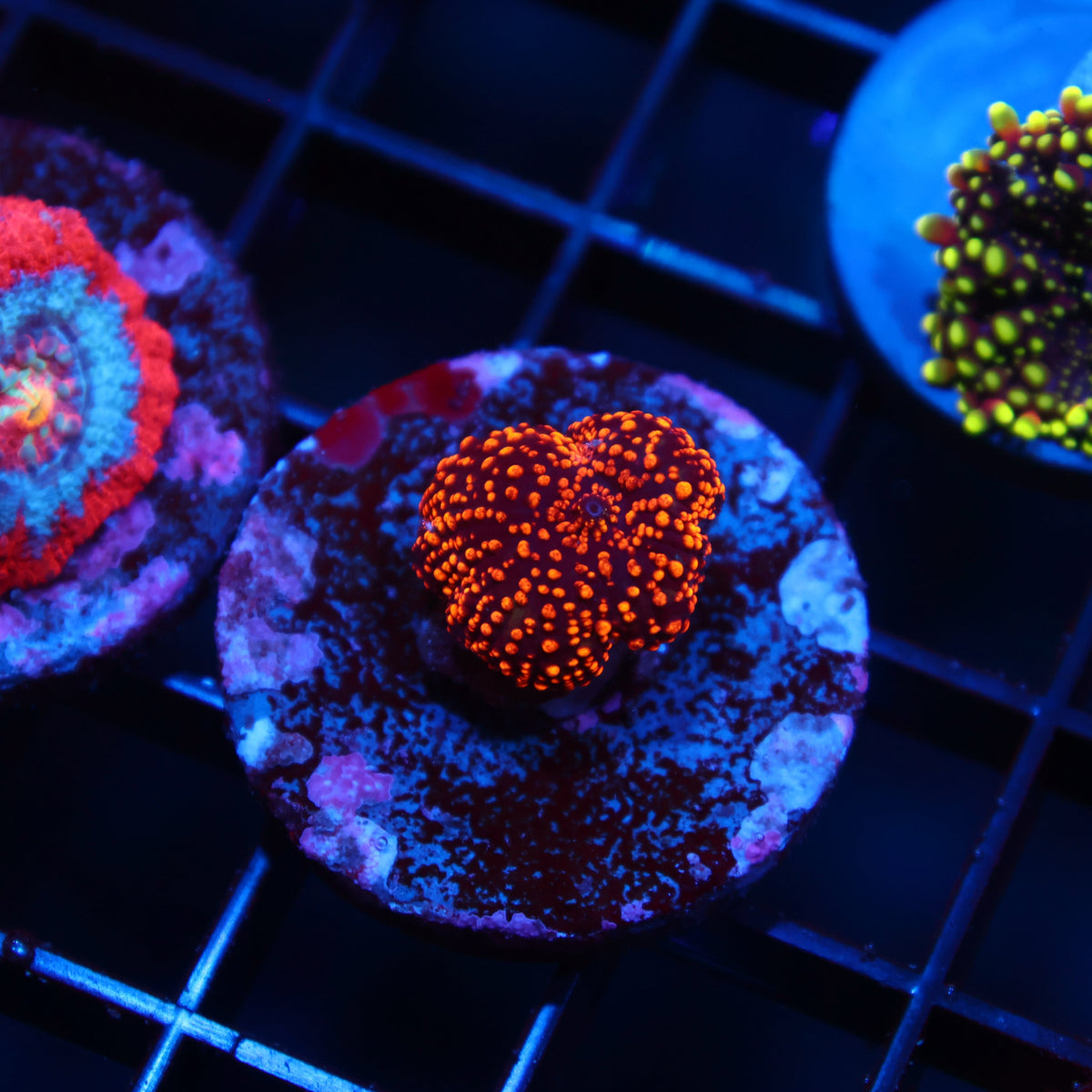 TCK Interstellar Mushroom