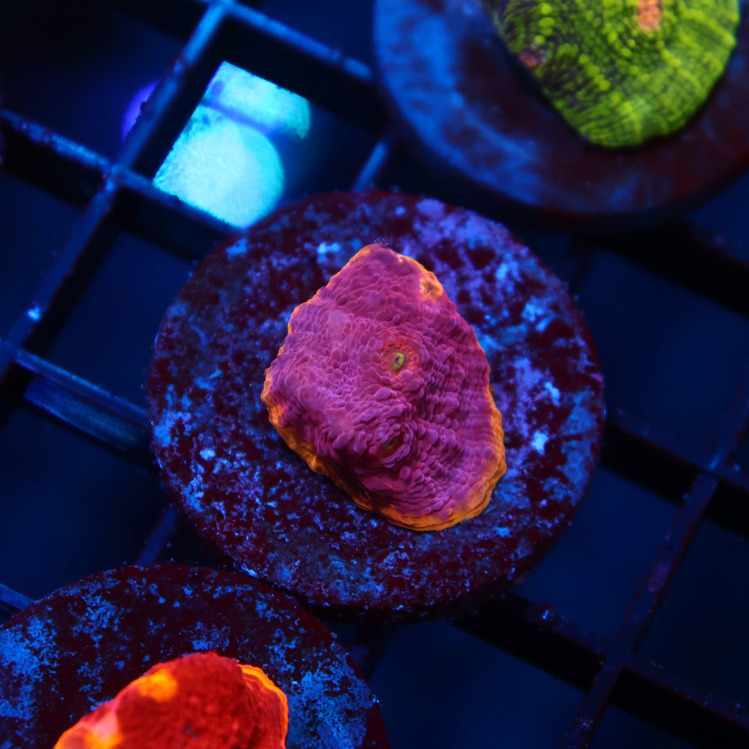 TCK Pink Rainbow Chalice