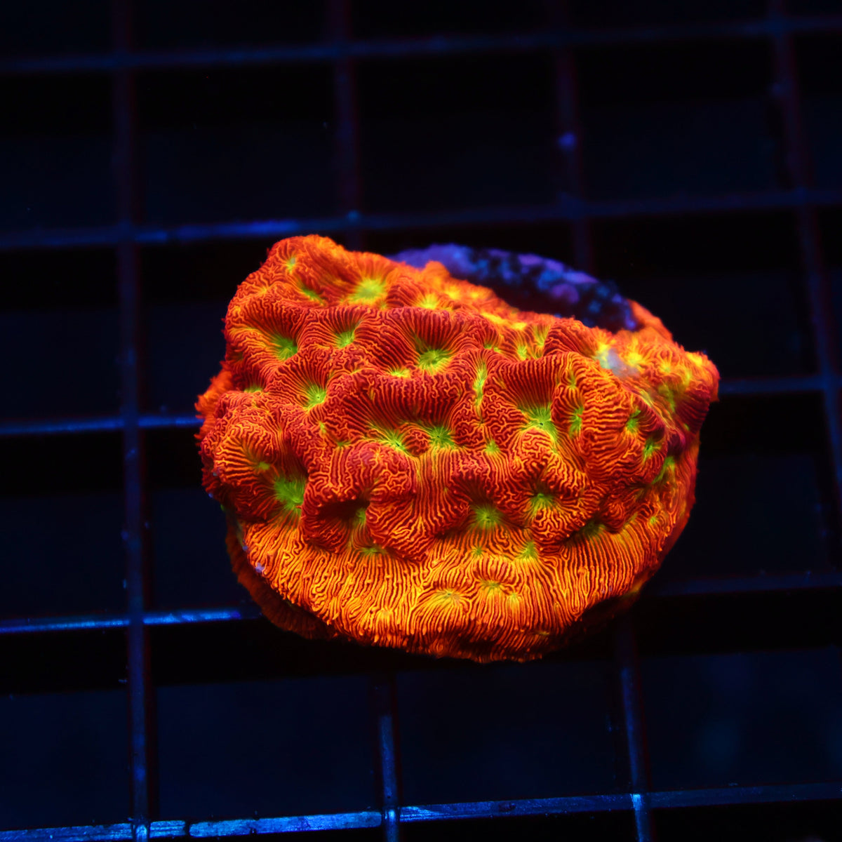 JF Jack-O-Lantern Lepto