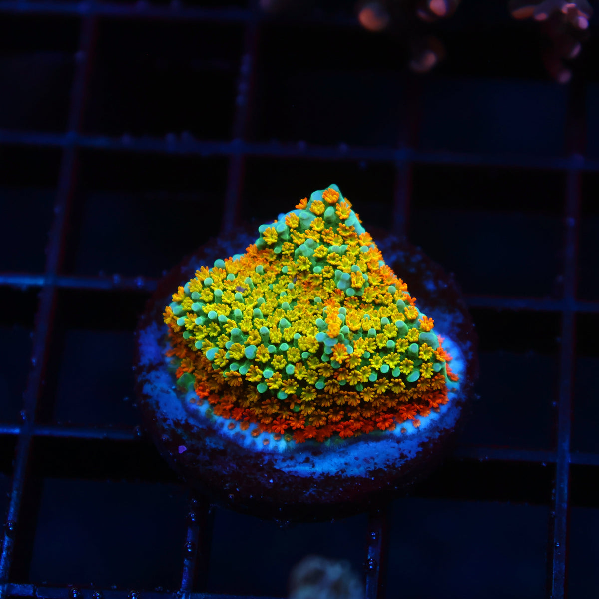 TCK Rainbow Roads Monti