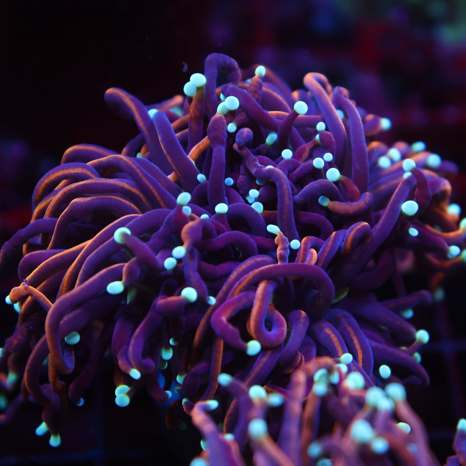 TCK White Tips Indo Gold Torch