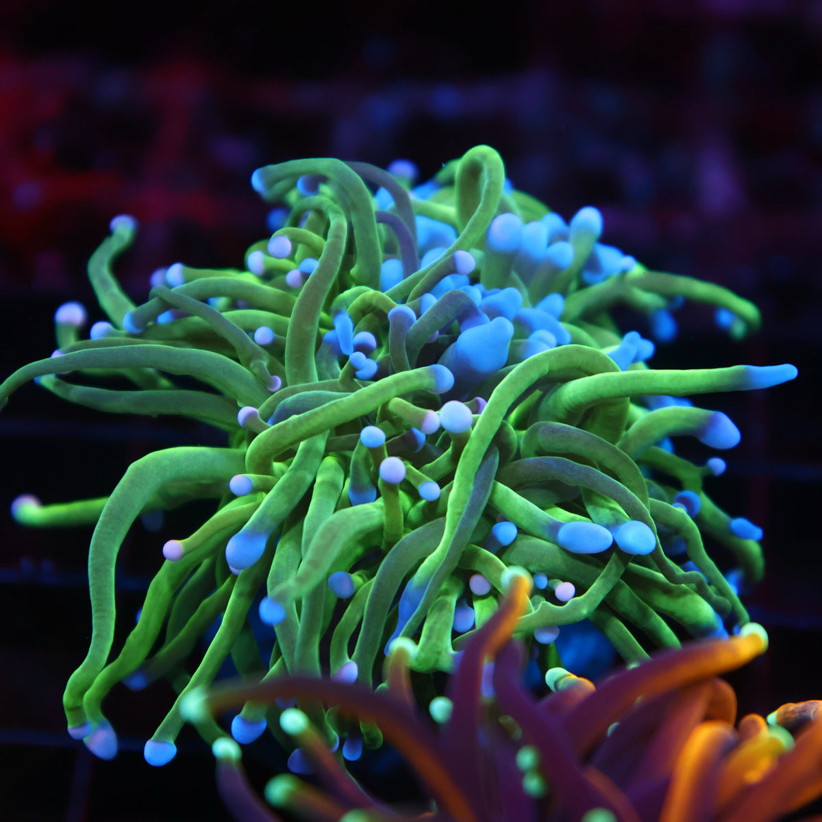TCK Green Bicolor Tips Torch