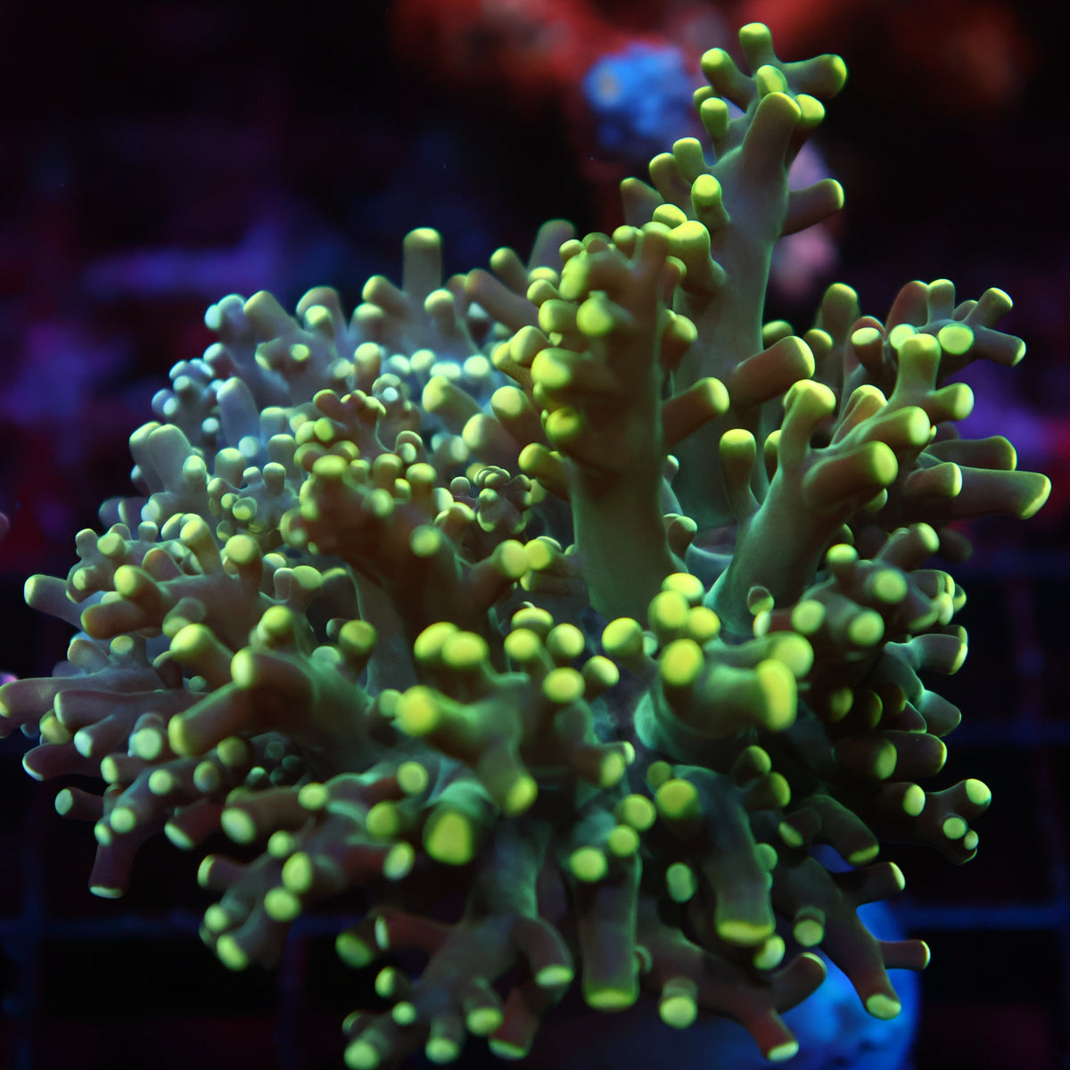 TCK Branching Lemon Limes Frogspawn