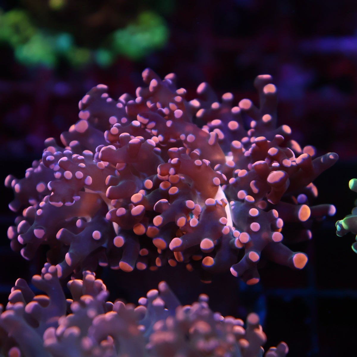 TCK Branching Gold Frogspawn