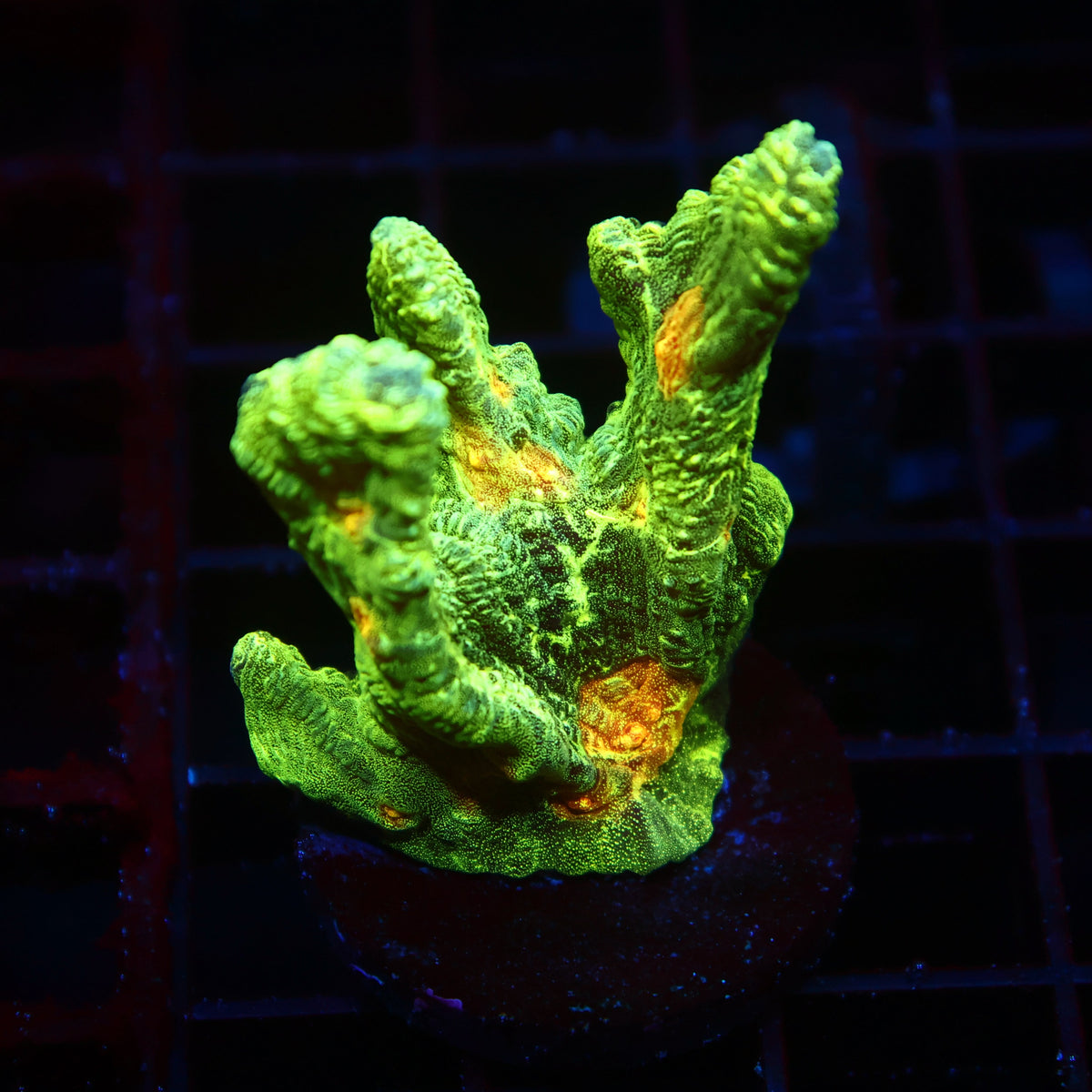Space Invader Pectinia