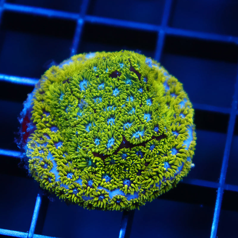 WWC Kermit The Frog Leptastrea