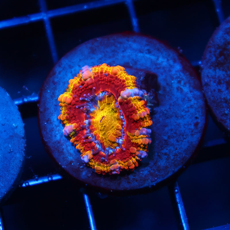 TCK Crazy Rainbow Acan