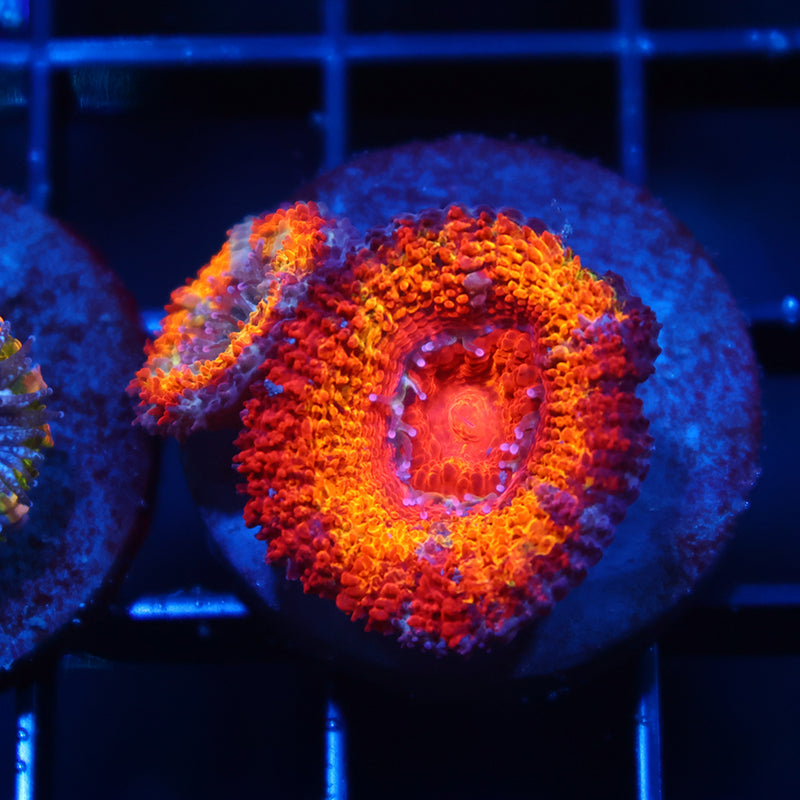 TCK Rainbowbrite Acan