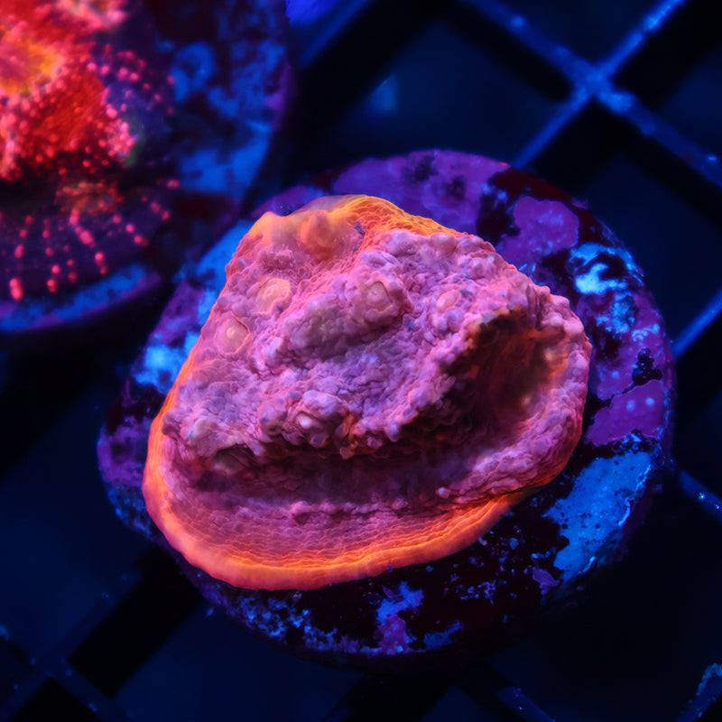 TCK Sunrise Rim Chalice