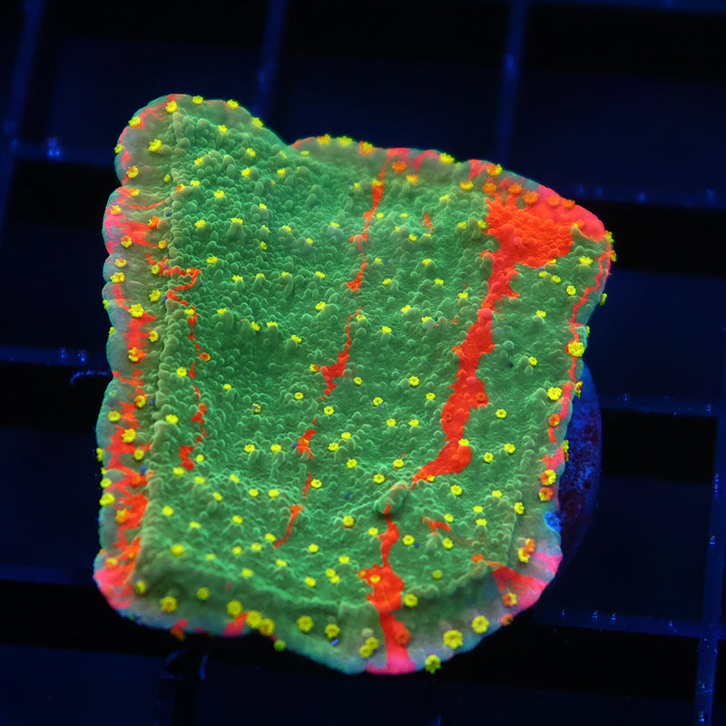 WWC Grafted Sunfire Cap