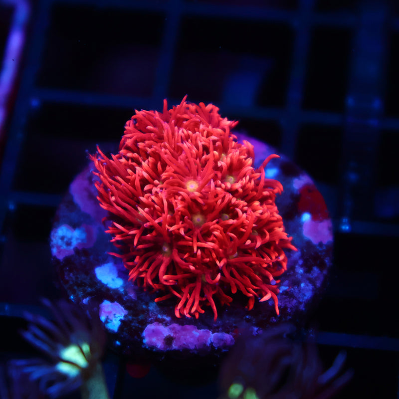 TCK Red Goni
