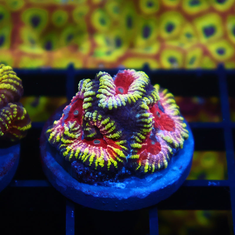 TCK Mayan Sun Favia