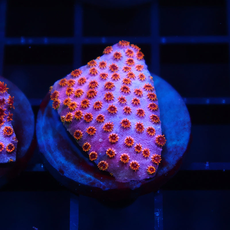 Skittles Bomb Cyphastrea