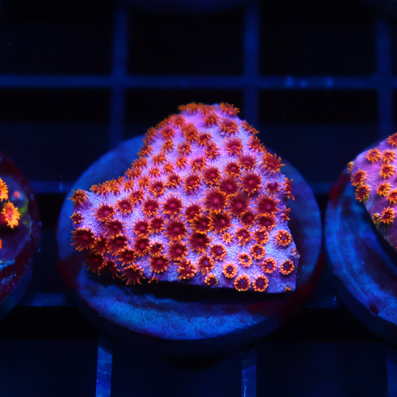 Skittles Bomb Cyphastrea