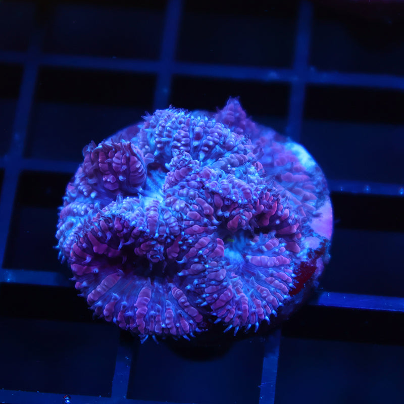 TCK Frosted Purple Blastos