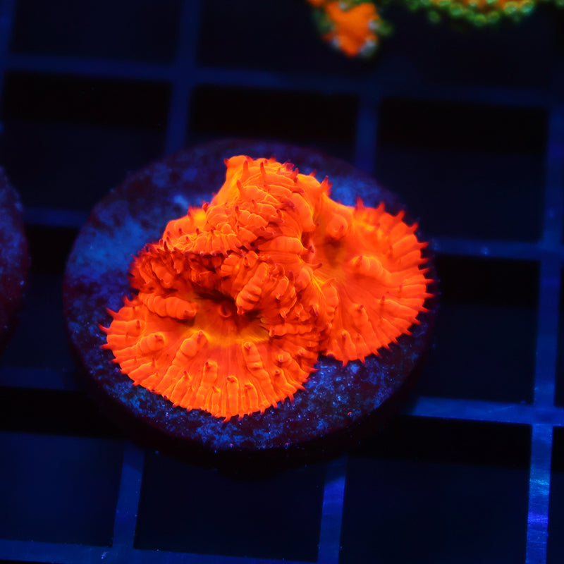 WWC Rainbow Blastos