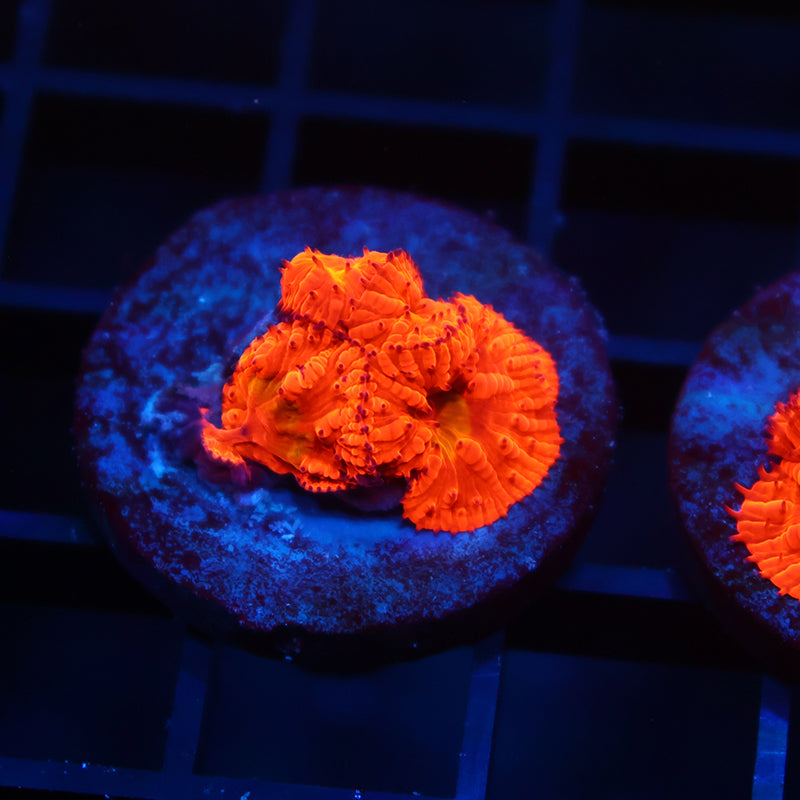 WWC Rainbow Blastos