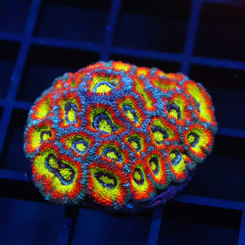 Lg TCK HG Micromussa Mini Colony