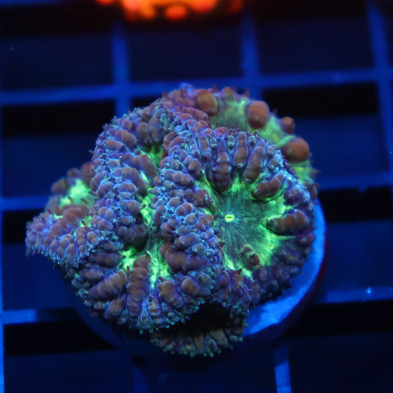 TCK Big Polyp Green Blasto