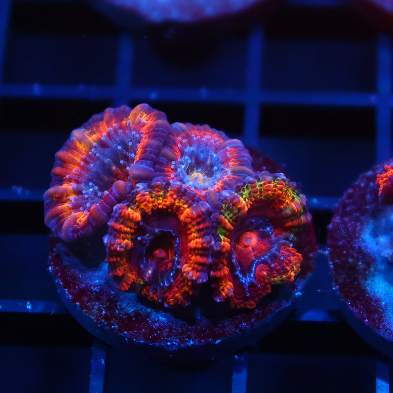 TCK Fluffy Rainbow Acan