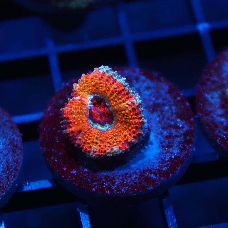 TCK Bleeding Orange Acan