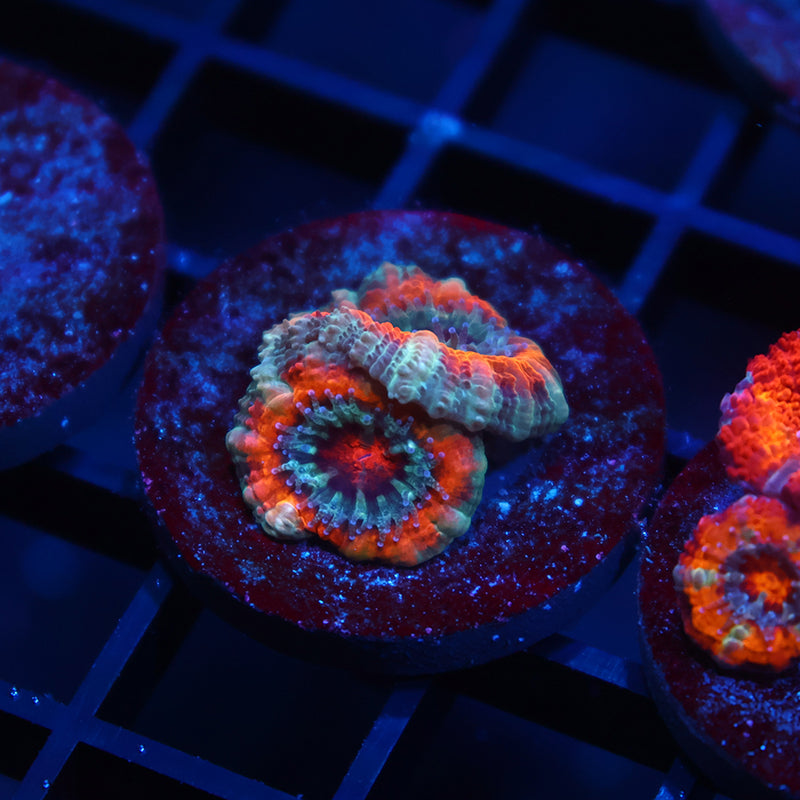 TCK Bleeding Orange Acan