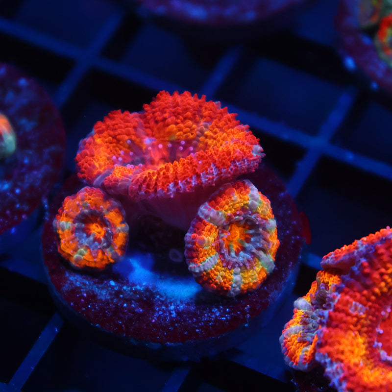 TCK Rainbowbrite Acan