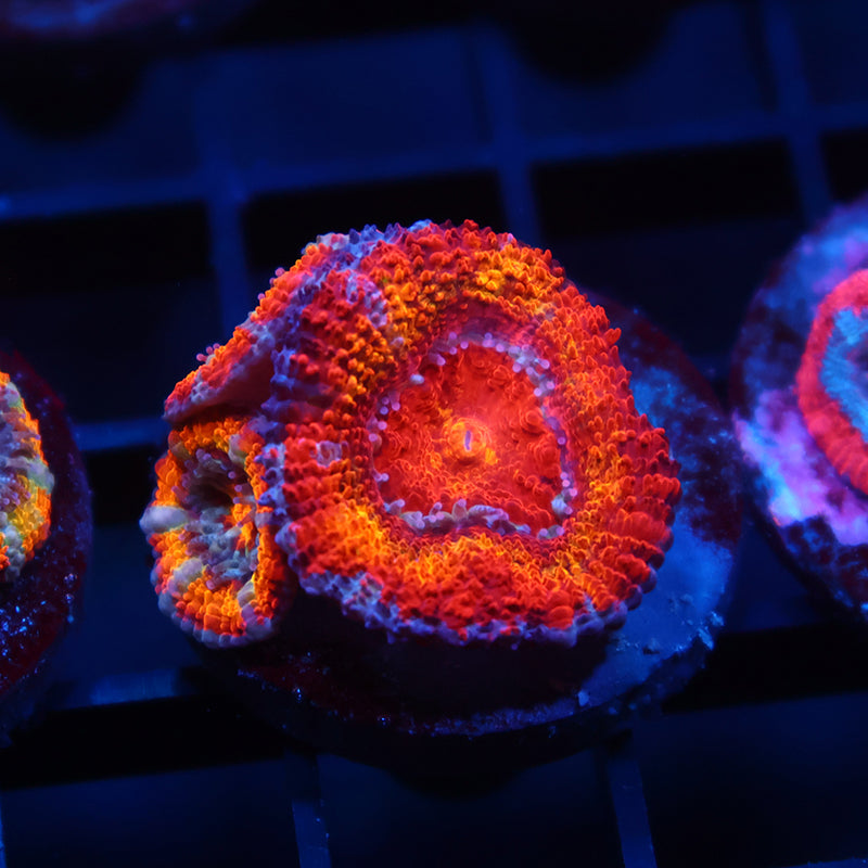 TCK Rainbowbrite Acan