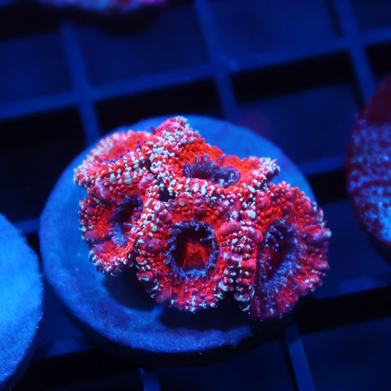 TCK Glitter Rim Acan