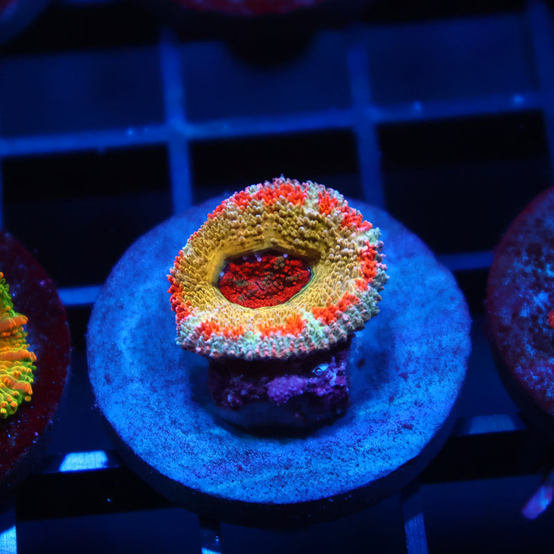 CC OG Rising Sun Acan